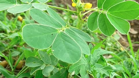 A natureza é bela mesmo