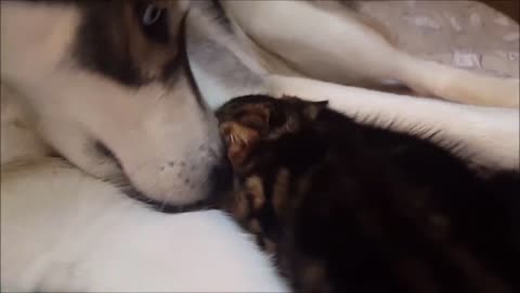 Kitten Kneads Husky With Paws While Trying To Find Milk