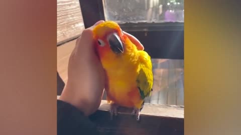 Parrot Loves His Owners Touch