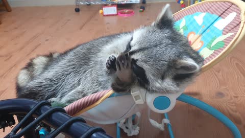 Raccoon lies in the baby reclined cradle and puts saliva on his hands to wash his face.