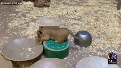 Lion cub playing---