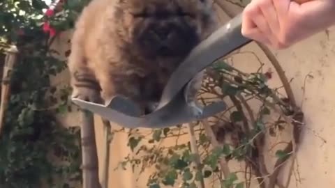 cute.animals ——Mixed Teacup Sharpei😍 Tag someone with a puppy!🐶