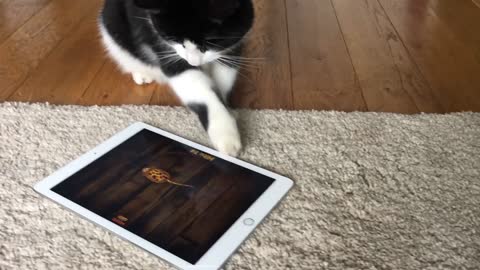 Kitten Loves Having Fun With The Ipad