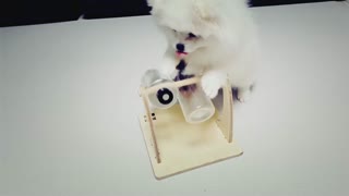Genius pretty puppy
