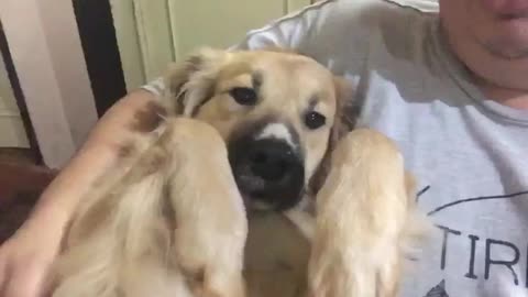 El perrito leal que rescataron de un hospital encuentra el amor en una familia con 10 peludos