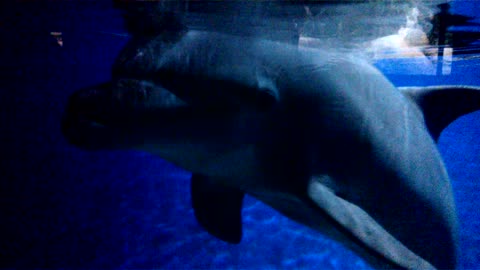 cute dolphin!!!