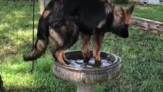 German Shepherd mistakes bird bath for personal pool