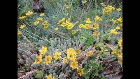 Ground Cover Crooked Yellow Stonecrop June 2023