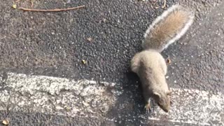 I make some squirrel friends