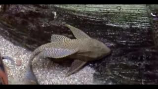 Amazon Catfish