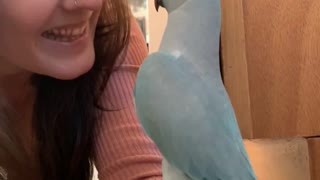 Parrot Plays Adorably with Mom