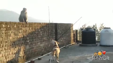 Dog vs monkey