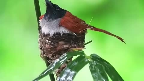 Beautyfull loving birds💜| Status for nature lover💘..mind relaxing sound by nature