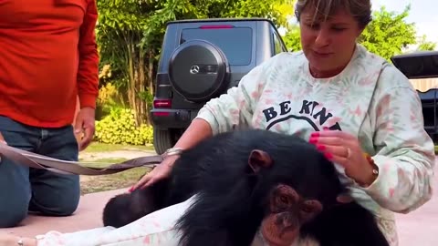 Emotional reunion of animals and owners