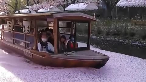 Travel Japan to enjoy the cherry blossoms in the river by boat