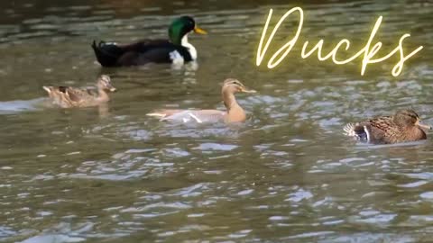 See beautiful ducks