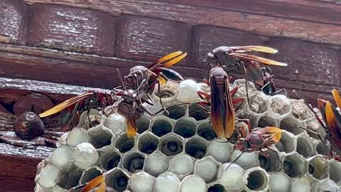 Monster sized wasps start a colony beside busy Indonesian street