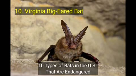 10 Types of Bats in the U.S. That Are Endangered