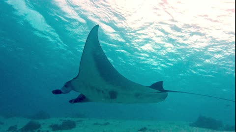 Giant manta rays swim directly in front of scuba photographer