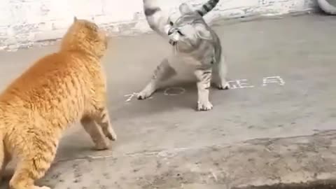Cat fight funny cat