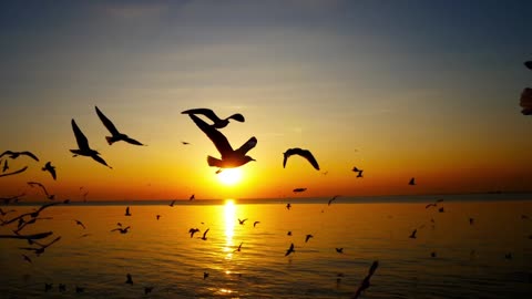 "Seagulls and Serenity: Captivating Sunset Moments by the Ocean"