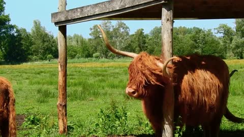 Highlander Cattle Animal Mammal Farm Rural