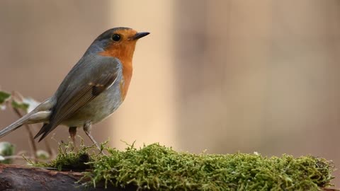 Cute & happy Bird