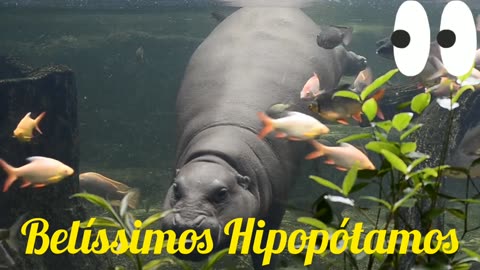 Belíssimos Hipopótamos