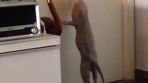 Sphynx Cat Digging At Door