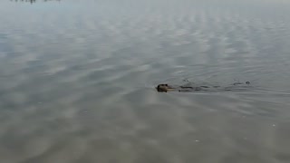 beaver on the river