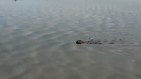 beaver on the river