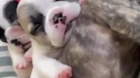 PET PUPPIES NAPPING TOGETHER!