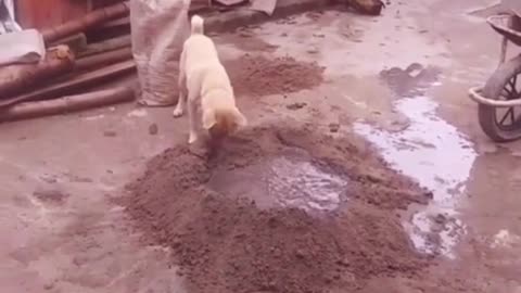 This puppy how to run on the construction site to work