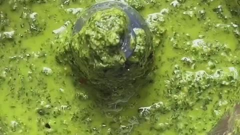 "Savor the Freshness: Mouthwatering Spinach Basil Pesto Recipe to Elevate Your Culinary Creations"