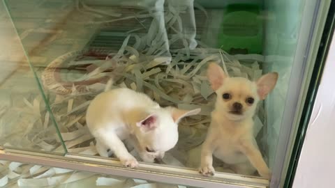 TWO CUTE CHIHUAHUA PUPPIES