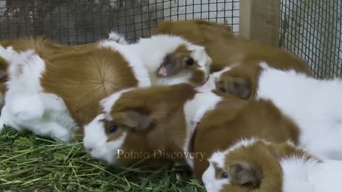 Guinea Pig Farming - Guinea pig meat Processing Technolgy That Are At Another Level