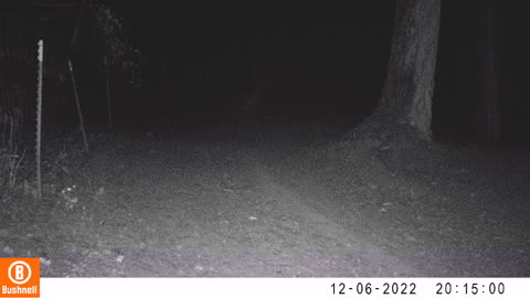 Mountain Lion Camera 2