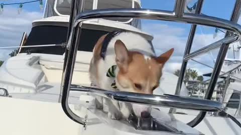 Everyone applaud Cooper pls #corgi #dogsoftiktok #puppy #boat