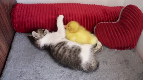 The daily life of kittens and ducklings is very warm