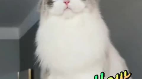 kitty cat video | Cute cat videos | Pet Animal video | Kittycat video |
