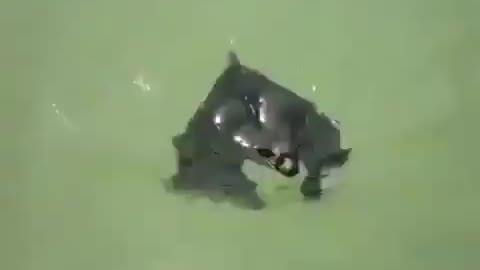 Bats can swim, and they are good at it