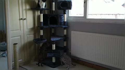 Bengal Kittens React To New Cat Tree