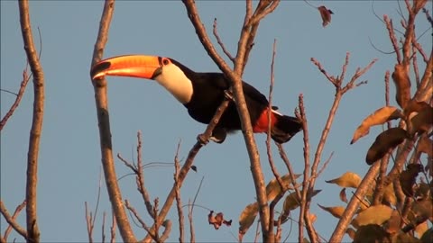 the song of the toco toucan