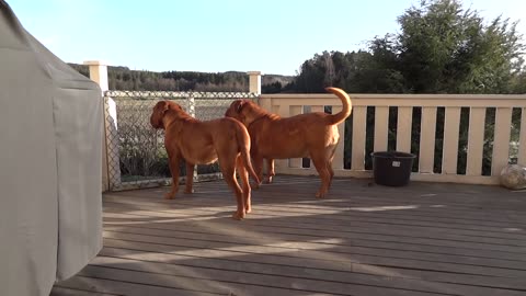 Dogue-de-Bordeaux-Morgan-barking