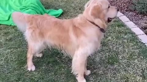 Funny Dog 🐕 Videos