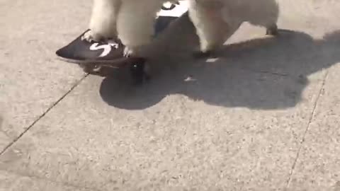 the dog show skateboard trick