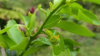 Booping A Chinese Swallowtail Caterpillar