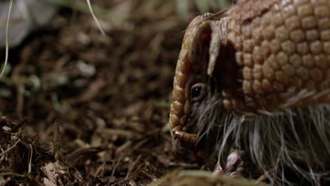 🌳 Adorable Armadillo Feasts and Dances in the Enchanted Forest!🌿