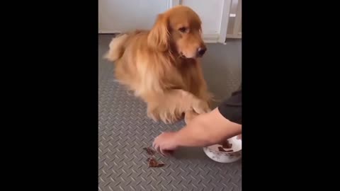 Funny dog video || funny animal video || viral funny video || funny dog 🤣🤣