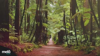 Forest Sounds - 1 hour of calming sounds to Study/Work/Relax/Sleep